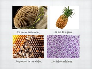...los ojos de los insectos, 
...los panales de las abejas, 
...la piel de la piña, 
...los tejidos celulares. 
 