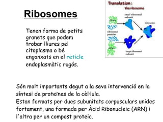 Ribosomes   Són molt importants degut a la seva intervenció en la síntesi de proteïnes de la cèl·lula.  Estan formats per dues subunitats corpusculars unides fortament, una formada per Àcid Ribonucleic (ARN) i l'altra per un compost proteic.  Tenen forma de petits granets que podem trobar lliures pel citoplasma o bé enganxats en el  reticle   endoplasmàtic  rugós. 