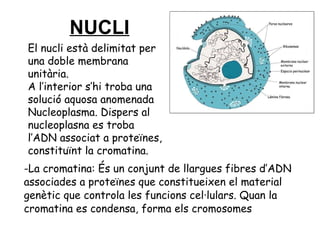NUCLI   -La cromatina: És un conjunt de llargues fibres d’ADN associades a proteïnes que constitueixen el material genètic que controla les funcions cel·lulars. Quan la cromatina es condensa, forma els cromosomes El nucli està delimitat per una doble membrana unitària. A l’interior s’hi troba una solució aquosa anomenada  Nucleoplasma. Dispers al nucleoplasna es troba l’ADN associat a proteïnes, constituïnt la cromatina. 