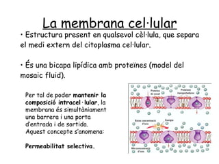 •  Estructura present en qualsevol cèl·lula, que separa el medi extern del citoplasma cel·lular. • És una bicapa lipídica amb proteïnes (model del mosaic fluid). La membrana cel·lular   Per tal de poder  mantenir la composició intracel·lular , la membrana és simultàniament una barrera i una porta d’entrada i de sortida. Aquest concepte s’anomena: Permeabilitat selectiva. 