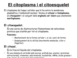 El citoplasma i el citoesquelet El citoplasma és l’espai cel·lular que hi ha entre la membrana plasmàtica i l’embolcall nuclear. Inclou el  citosol o hialoplasma , el  citosquelet  i el conjunt dels  orgànuls   cel·lulars  que anomenem  morfoplasma . El citoesquelet. És una xarxa de d’estructures filamentoses de naturalesa proteica que s’estén per tot el citoplasma. Funcions: Manteniment de la forma cel·lular i, si cal, canvi de forma. Desplaçament de la cèl·lula (moviments ameboide, ciliar o flagel·lar). El citosol. És la fracció líquida del citoplasma. És una dissolució col·loïdal amb sucres, pròtids (aa, enzims i proteïnes estructurals), vitamines, sals minerals, nucleòtids, ARNs, àcids grassos i tota classe de productes del metabolisme.   Hi tenen lloc moltes reaccions metabòliques. 