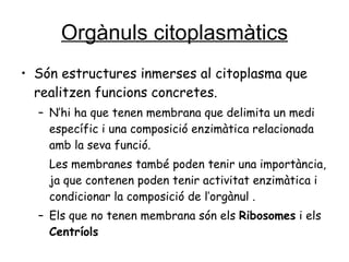Orgànuls citoplasmàtics Són estructures inmerses al citoplasma que realitzen funcions concretes.  N’hi ha que tenen membrana que delimita un  medi específic i una composició enzimàtica relacionada amb la seva funció.  Les membranes també poden tenir una importància, ja que contenen poden tenir activitat enzimàtica i condicionar la composició de l’orgànul  . Els que no tenen membrana són els  Ribosomes  i els  Centríols 
