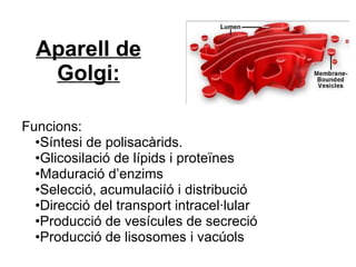 Aparell de Golgi: Funcions: • Síntesi de polisacàrids. • Glicosilació de lípids i proteïnes • Maduració d’enzims • Selecció, acumulaciíó i distribució • Direcció del transport intracel·lular • Producció de vesícules de secreció • Producció de lisosomes i vacúols 