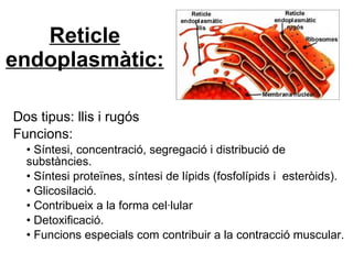 Reticle endoplasmàtic: Dos tipus: llis i rugós Funcions: •  Síntesi, concentració, segregació i distribució de substàncies. •  Síntesi proteïnes, síntesi de lípids (fosfolípids i  esteròids). •  Glicosilació. •  Contribueix a la forma cel·lular •  Detoxificació. •  Funcions especials com contribuir a la contracció muscular. 