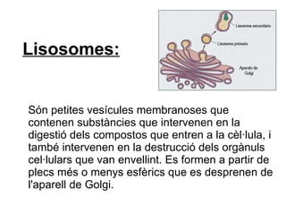 Lisosomes: Són petites vesícules membranoses que contenen substàncies que intervenen en la digestió dels compostos que entren a la cèl·lula, i també intervenen en la destrucció dels orgànuls cel·lulars que van envellint. Es formen a partir de plecs més o menys esfèrics que es desprenen de l'aparell de Golgi. 