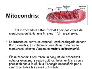 Mitocondris: Els mitocondris estan formats per dos capes de membrana unitària, una  interna  i l’altra  externa . La interna no conté colesterol i està replegada donant lloc a  crestes . La solució acuosa delimitada per la membrana interna s’anomena  matriu mitocondrial. Els mitocondris realitzen un conjunt de processos químics anomenats respiració cel·lular, amb els quals proporcionen a la cèl·lula l'energia necessària per a realitzar totes les seves activitats.  