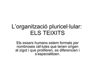 L’organització pluricel·lular:  ELS TEIXITS Els essers humans estem formats per nombroses cèl·lules que tenen orígen al zigot i que proliferen, es diferencien i s’especialitzen. 