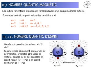 mmll:: NNOOMMBBRREE QQUUÀÀNNTTIICC MMAAGGNNÈÈTTIICC 
Ens indica l'orientació espacial de l'orbital davant d'un camp magnètic extern. 
El nombre quàntic m pren valors des de -l fins a +l 
n= 1 l= 0 m= 0 
n= 2 l= 0, 1 m= -1, 0, 1 
n= 3 l= 0,1,2 m = -2,-1, 0, 1, 2 
mmss oo ss:: NNOOMMBBRREE QQUUÀÀNNTTIICC DD''EESSPPIINN 
Només pot prendre dos valors: +1/2 i 
-1/2. 
Fa referència al moment angular de gir 
de l’electró. L’electró gira sobre si 
mateix, aquest gir es pot realitzar en 
sentit horari (s = +1/2) o en sentit 
antihorari (s = -1/2) 
 