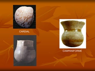 CAMPANIFORME 
CARDIAL  