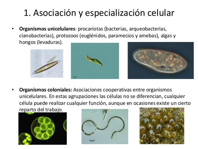 Ud 2. Diferenciación y especialización celular