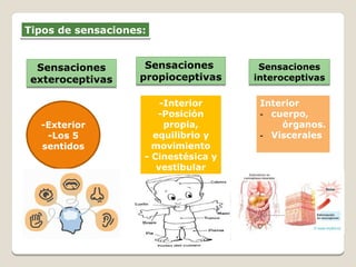 Tipos de sensaciones:Tipos de sensaciones:
Sensaciones
exteroceptivas
Sensaciones
exteroceptivas
Sensaciones
propioceptivas
Sensaciones
propioceptivas
Sensaciones
interoceptivas
Sensaciones
interoceptivas
-Exterior
-Los 5
sentidos
-Interior
-Posición
propia,
equilibrio y
movimiento
- Cinestésica y
vestibular
Interior
- cuerpo,
órganos.
- Viscerales
 