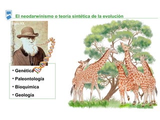 El neodarwinismo o teoría sintética de la evolución
Siglo XX




• Genética
• Paleontología
• Bioquímica
• Geología
 