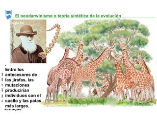 El neodarwinismo o teoría sintética de la evolución
    Siglo XX




 Ante
  Entre los
 condiciones
La selección natural
  antecesores de
 cambiantes del
facilita la
  las jirafas, las
 medio, la mutación
supervivencia de los
  mutaciones
 se muestra
individuos que
  producirían
 beneficiosa y los
poseen la ventajael
  individuos con
 individuos que la
adaptativa. patas
  cuello y las
 poseen tendrán
  más largas.
 ventajas
 