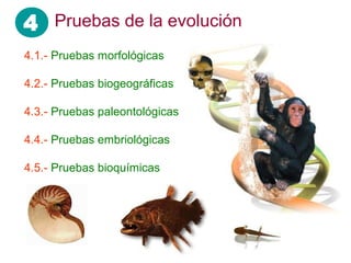 4 Pruebas de la evolución
4.1.- Pruebas morfológicas

4.2.- Pruebas biogeográficas

4.3.- Pruebas paleontológicas

4.4.- Pruebas embriológicas

4.5.- Pruebas bioquímicas
 