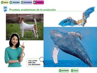 INICIO     ESQUEMA   RECURSOS    INTERNET




         Pruebas anatómicas de la evolución




                         LAS LUPAS
                         AMPLÍAN
                         LAS IMAGENES


                                              ANTERIOR   SALIR
 