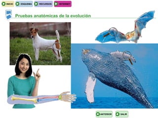 INICIO     ESQUEMA   RECURSOS   INTERNET




         Pruebas anatómicas de la evolución




                                              ANTERIOR   SALIR
 