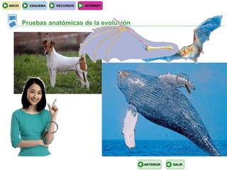 INICIO     ESQUEMA   RECURSOS   INTERNET




         Pruebas anatómicas de la evolución




                                              ANTERIOR   SALIR
 