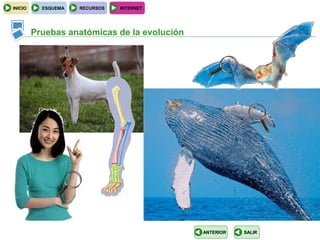 INICIO     ESQUEMA   RECURSOS   INTERNET




         Pruebas anatómicas de la evolución




                                              ANTERIOR   SALIR
 