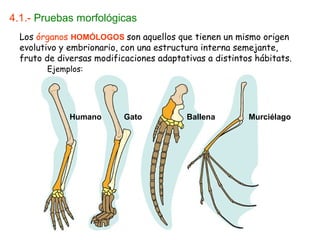 4.1.- Pruebas morfológicas
  Los órganos HOMÓLOGOS son aquellos que tienen un mismo origen
  evolutivo y embrionario, con una estructura interna semejante,
  fruto de diversas modificaciones adaptativas a distintos hábitats.
        Ejemplos:




              Humano       Gato           Ballena        Murciélago
 