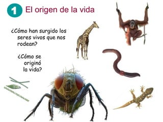 1 El origen de la vida
¿Cómo han surgido los
  seres vivos que nos
  rodean?

  ¿Cómo se
     originó
    la vida?
 