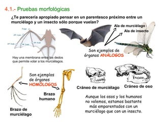 4.1.- Pruebas morfológicas
  ¿Te parecería apropiado pensar en un parentesco próximo entre un
  murciélago y un insecto sólo porque vuelan?
                                                            Ala de murciélago
                                                                  Ala de insecto




                                               Son ejemplos de
   Hay una membrana entre los dedos
                                             órganos ANÁLOGOS
   que permite volar a los murciélagos.



              Son ejemplos
              de órganos
              HOMÓLOGOS                                          Cráneo de oso
                                          Cráneo de murciélago
                       Brazo
                                             Aunque los osos y los humanos
                     humano
                                             no volemos, estamos bastante
                                               más emparentados con un
  Brazo de                                   murciélago que con un insecto.
  murciélago
 