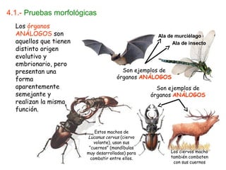 4.1.- Pruebas morfológicas
  Los órganos
  ANÁLOGOS son                                      Ala de murciélago
  aquellos que tienen                                     Ala de insecto
  distinto origen
  evolutivo y
  embrionario, pero
  presentan una                         Son ejemplos de
  forma                               órganos ANÁLOGOS
  aparentemente                                     Son ejemplos de
  semejante y                                     órganos ANÁLOGOS
  realizan la misma
  función.


                            Estos machos de
                        Lucanus cervus (ciervo
                            volante), usan sus
                         “cuernos” (mandíbulas
                        muy desarrolladas) para          Los ciervos macho
                          combatir entre ellos.          también combaten
                                                          con sus cuernos
 