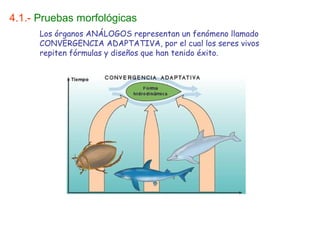 4.1.- Pruebas morfológicas
      Los órganos ANÁLOGOS representan un fenómeno llamado
      CONVERGENCIA ADAPTATIVA, por el cual los seres vivos
      repiten fórmulas y diseños que han tenido éxito.
 