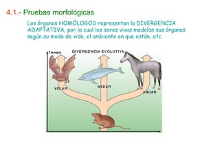 4.1.- Pruebas morfológicas
      Los órganos HOMÓLOGOS representan la DIVERGENCIA
      ADAPTATIVA, por la cual los seres vivos modelan sus órganos
      según su modo de vida, el ambiente en que están, etc.
 