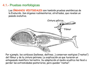 4.1.- Pruebas morfológicas
    Los ÓRGANOS VESTIGIALES son también pruebas anatómicas de
    la Evolución. Son órganos rudimentarios, atrofiados, que revelan un
    pasado evolutivo.

                                         Cintura pélvica


                                                           Fémur




  Por ejemplo, los cetáceos (ballenas, delfines…) conservan vestigios (“restos”)
  del fémur y de la cintura pelviana. La explicación es que tuvieron un
  antepasado mamífero terrestre. Su adaptación al medio acuático les llevó a
  perder las extremidades posteriores, pero quedan “restos”.
 
