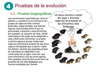 4 Pruebas de la evolución
  4.2.- Pruebas biogeográficas             Un único ancestro común
Las encontramos repartidas por todo el       dio lugar a diversas
planeta, y consisten en la existencia de   especies de pinzones en
grupos de especies más o menos               las diferentes islas
parecidas, emparentadas, que habitan              Galápagos
lugares relacionados entre sí por su
proximidad, situación o características,
por ejemplo, un conjunto de islas, donde
cada especie del grupo se ha adaptado a
unas condiciones concretas. La prueba
evolutiva aparece porque todas esas
especies próximas provienen de una única
especie antepasada que originó a todas
las demás a medida que pequeños grupos
de individuos se adaptaban a las
condiciones de un lugar concreto, que
eran diferentes a las de otros lugares.
Son ejemplos característicos de esto los
pinzones de las islas Galápagos que
fueron estudiados por Darwin
 