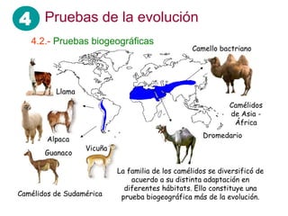 4 Pruebas de la evolución
   4.2.- Pruebas biogeográficas
                                                  Camello bactriano




          Llama
                                                             Camélidos
                                                             de Asia -
                                                              África
                                                     Dromedario
        Alpaca
                  Vicuña
       Guanaco

                           La familia de los camélidos se diversificó de
                               acuerdo a su distinta adaptación en
                             diferentes hábitats. Ello constituye una
Camélidos de Sudamérica     prueba biogeográfica más de la evolución.
 