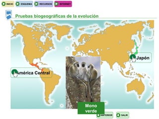 INICIO     ESQUEMA   RECURSOS   INTERNET




         Pruebas biogeográficas de la evolución




                                                                      Japón


         América Central




                                           Mono
                                           verde
                                                   ANTERIOR   SALIR
 