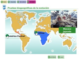 INICIO     ESQUEMA   RECURSOS   INTERNET




         Pruebas biogeográficas de la evolución




                                                                   Macaco
                                                                   japonés
                                           África
         América Central




                                                    ANTERIOR   SALIR
 