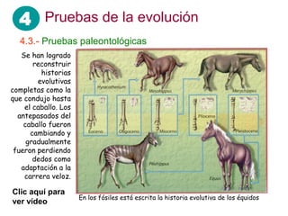 4 Pruebas de la evolución
  4.3.- Pruebas paleontológicas
   Se han logrado
       reconstruir
         historias
        evolutivas
completas como la
que condujo hasta
    el caballo. Los
  antepasados del
    caballo fueron
      cambiando y
     gradualmente
 fueron perdiendo
       dedos como
   adaptación a la
    carrera veloz.

Clic aquí para
                      En los fósiles está escrita la historia evolutiva de los équidos
ver vídeo
 