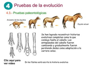 4 Pruebas de la evolución
 4.3.- Pruebas paleontológicas

  Ancestro de los équidos

                                                                           Équido actual




                                         Se han logrado reconstruir historias
                                         evolutivas completas como la que
                                         condujo hasta el caballo. Los
                                         antepasados del caballo fueron
                                         cambiando y gradualmente fueron
                                         perdiendo dedos como adaptación a la
                                         carrera veloz.



Clic aquí para
                       En los fósiles está escrita la historia evolutiva
ver vídeo
 