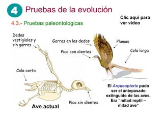 4 Pruebas de la evolución                            Clic aquí para
4.3.- Pruebas paleontológicas                        ver vídeo

Dedos
vestigiales y    Garras en los dedos               Plumas
sin garras
                       Pico con dientes                     Cola larga



  Cola corta


                                               El Arqueopterix pudo
                                                 ser el antepasado
                                              extinguido de las aves.
                                                Era “mitad reptil –
                           Pico sin dientes
          Ave actual                                 mitad ave”
 