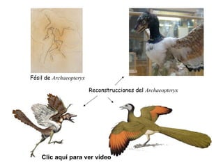 Fósil de Archaeopteryx

                         Reconstrucciones del Archaeopteryx




    Clic aquí para ver vídeo
 