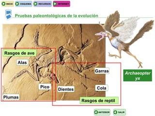 INICIO     ESQUEMA   RECURSOS   INTERNET




          Pruebas paleontológicas de la evolución




Rasgos de ave

           Alas
                                                  Garras               Archaeopter
                                                                           yx

                       Pico                        Cola
                                 Dientes
Plumas
                                            Rasgos de reptil

                                                    ANTERIOR   SALIR
 