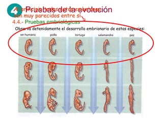 4 principio todosde laembriones
Al Pruebas estos evolución
son muy parecidos entre sí
4.4.- Pruebas embriológicas
 Observa detenidamente el desarrollo embrionario de estas especies:
 