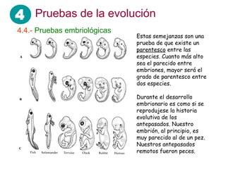 4 Pruebas de la evolución
4.4.- Pruebas embriológicas
                              Estas semejanzas son una
                              prueba de que existe un
                              parentesco entre las
                              especies. Cuanto más alto
                              sea el parecido entre
                              embriones, mayor será el
                              grado de parentesco entre
                              dos especies.

                              Durante el desarrollo
                              embrionario es como si se
                              reprodujese la historia
                              evolutiva de los
                              antepasados. Nuestro
                              embrión, al principio, es
                              muy parecido al de un pez.
                              Nuestros antepasados
                              remotos fueron peces.
 