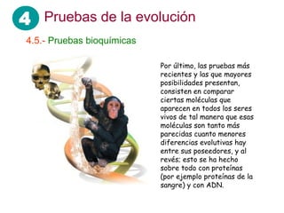 4 Pruebas de la evolución
 4.5.- Pruebas bioquímicas

                             Por último, las pruebas más
                             recientes y las que mayores
                             posibilidades presentan,
                             consisten en comparar
                             ciertas moléculas que
                             aparecen en todos los seres
                             vivos de tal manera que esas
                             moléculas son tanto más
                             parecidas cuanto menores
                             diferencias evolutivas hay
                             entre sus poseedores, y al
                             revés; esto se ha hecho
                             sobre todo con proteínas
                             (por ejemplo proteínas de la
                             sangre) y con ADN.
 