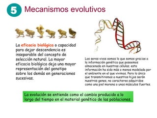 5 Mecanismos evolutivos


 La eficacia biológica o capacidad
 para dejar descendencia es
 inseparable del concepto de
 selección natural. La mayor           Los seres vivos somos lo que somos gracias a
                                       la información genética que poseemos
 eficacia biológica deja una mayor     almacenada en nuestras células; esta
 representación del genotipo           información ha sido más o menos modelada por
 sobre los demás en generaciones       el ambiente en el que vivimos. Pero lo único
 sucesivas.                            que transmitiremos a nuestros hijos serán
                                       nuestros genes, no caracteres adquiridos
                                       como una piel morena o unos músculos fuertes.


     La evolución se entiende como el cambio producido a lo
     largo del tiempo en el material genético de las poblaciones.
 