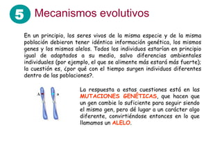 5 Mecanismos evolutivos
 En un principio, los seres vivos de la misma especie y de la misma
 población debieron tener idéntica información genética, los mismos
 genes y los mismos alelos. Todos los individuos estarían en principio
 igual de adaptados a su medio, salvo diferencias ambientales
 individuales (por ejemplo, el que se alimente más estará más fuerte);
 la cuestión es, ¿por qué con el tiempo surgen individuos diferentes
 dentro de las poblaciones?.

                      La respuesta a estas cuestiones está en las
                      MUTACIONES GENÉTICAS, que hacen que
                      un gen cambie lo suficiente para seguir siendo
                      el mismo gen, pero dé lugar a un carácter algo
                      diferente, convirtiéndose entonces en lo que
                      llamamos un ALELO.
 
