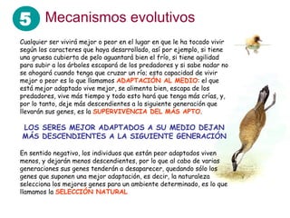 5 Mecanismos evolutivos
Cualquier ser vivirá mejor o peor en el lugar en que le ha tocado vivir
según los caracteres que haya desarrollado, así por ejemplo, si tiene
una gruesa cubierta de pelo aguantará bien el frío, si tiene agilidad
para subir a los árboles escapará de los predadores y si sabe nadar no
se ahogará cuando tenga que cruzar un río; esta capacidad de vivir
mejor o peor es lo que llamamos ADAPTACIÓN AL MEDIO: el que
está mejor adaptado vive mejor, se alimenta bien, escapa de los
predadores, vive más tiempo y todo esto hará que tenga más crías, y,
por lo tanto, deje más descendientes a la siguiente generación que
llevarán sus genes, es la SUPERVIVENCIA DEL MÁS APTO.

LOS SERES MEJOR ADAPTADOS A SU MEDIO DEJAN
MÁS DESCENDIENTES A LA SIGUIENTE GENERACIÓN

En sentido negativo, los individuos que están peor adaptados viven
menos, y dejarán menos descendientes, por lo que al cabo de varias
generaciones sus genes tenderán a desaparecer, quedando sólo los
genes que suponen una mejor adaptación, es decir, la naturaleza
selecciona los mejores genes para un ambiente determinado, es lo que
llamamos la SELECCIÓN NATURAL
 
