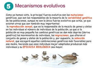 5 Mecanismos evolutivos
Como ya hemos visto, la principal fuerza evolutiva son las mutaciones
genéticas, que son las responsables de la mayoría de la variabilidad genética
de las poblaciones, aunque no son la única fuerza evolutiva que actúa, ya que
existen otras que son también muy importantes:
 la reproducción sexual, que es la responsable de la mezcla de genes y alelos
en los individuos el número de individuos de la población, ya que si la
población es muy pequeña los cambios genéticos se dan más deprisa (deriva
genética) los movimientos de individuos, las migraciones, que alteran el
conjunto de genes y alelos de la población y, por supuesto, la selección
natural, que escogerá aquellas combinaciones genéticas más favorables para
ese medio, haciendo que esos individuos mejor adaptados produzcan más
individuos y su EFICACIA BIOLÓGICA sea mayor.
 
