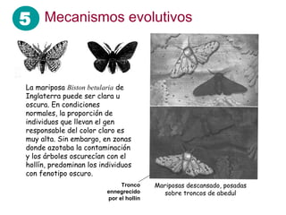 5 Mecanismos evolutivos


La mariposa Biston betularia de
Inglaterra puede ser clara u
oscura. En condiciones
normales, la proporción de
individuos que llevan el gen
responsable del color claro es
muy alta. Sin embargo, en zonas
donde azotaba la contaminación
y los árboles oscurecían con el
hollín, predominan los individuos
con fenotipo oscuro.
                              Tronco     Mariposas descansado, posadas
                         ennegrecido        sobre troncos de abedul
                         por el hollín
 