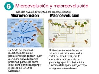 6 Microevolución y macroevolución
       Son dos niveles diferentes del proceso evolutivo
  Microevolución                    Macroevolución




Se trata de pequeñas               El término Macroevolución se
modificaciones en las              refiere a las relaciones entre
poblaciones que pueden llegar      todos de seres vivos, con la
a originar nuevas especies         aparición y desaparición de
próximas, parecidas entre          grandes grupos. Los fósiles son
ellas, pero distintas. Ejemplo:    fundamentales para encajar todo
pinzones de las Islas              este gran rompecabezas.
Galápagos.
 