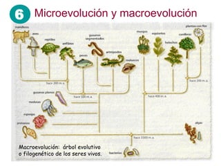 6 Microevolución y macroevolución




Macroevolución: árbol evolutivo
o filogenético de los seres vivos.
 