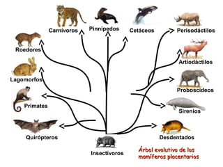 Carnívoros   Pinnípedos     Cetáceos        Perisodáctilos


 Roedores

                                                            Artiodáctilos


Lagomorfos
                                                           Proboscídeos

    Primates
                                                            Sirenios



    Quirópteros                                       Desdentados

                                             Árbol evolutivo de los
                            Insectívoros
                                             mamíferos placentarios
 