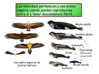 Los individuos pertenecen a una misma
  especie cuando pueden reproducirse
  entre sí y tener descendencia fértil.


                                          Macho adulto



                                          Hembra adulta



                                     Subadulto
                                              Foca monje
                                Joven          (Monachus
                                               monachus)

Las cuatro especies de
   buitres ibéricos                      Recién nacido
                              Cachorro
 